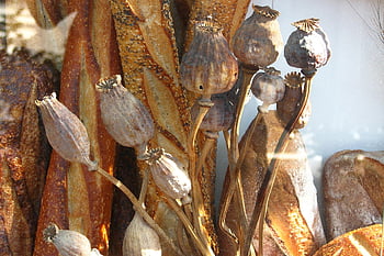 vaina, un pan, panadería, amapola, vaina de la semilla, naturaleza muerta, comida