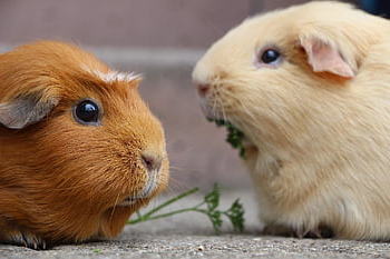 guinea Pig, rodent, mammal, smooth Hair, fur, close Up, wildlife, nature, animal Photography, guinea, brown