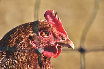 κοτόπουλο, κότα, πουλερικά, οπίσθια, ελεύθερη εμβέλεια, ζώο φάρμας, πουλί, χτένα, ράμφος, σε εξωτερικό χώρο, φτερά