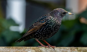 vogel, spreeuw, bek, tak, straatveger, natuur, aviaire, neergestreken, dier, detailopname, veren