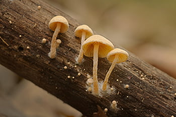 mushroom, sponge, forest, wood, wood Decomposer, dead, deadwood, saprophyte, decomposition, mycelium, fruiting Bodies