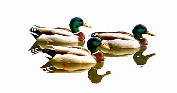 ducks, birds, waterfowl, lake, wildlife, plumage, reflect, water, swim, mirror Image, friends