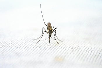 mosquito, close-up, detailed, textured surface, white background, insect, macro photography, entomology, pest, vector, disease-carrying