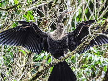 anhinga, pták, zvíře, snakebird, darter, volně žijících živočichů, dravec, peří, Příroda, detailní