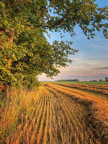 sklizeň, obilné pole, zemědělství, pole, doby sklizně, letní, Příroda, sklizeny, sláma pole, venkovský, krajina