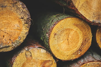 wood, timber, logs, growth rings, bark, detailed view, stacked timber, natural texture, tree rings, lumber, forestry