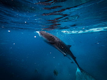whale shark, deep blue waters, Cebu, underwater photography, marine life, ocean wildlife, graceful swim, captivating image, sea creature, large fish, aquatic animal