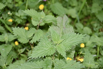 kopřiva, listy kopřivy, botanický, léčivé rostliny, list, bylinková medicína, organický, Příroda, prérie, životní prostředí, přírodní