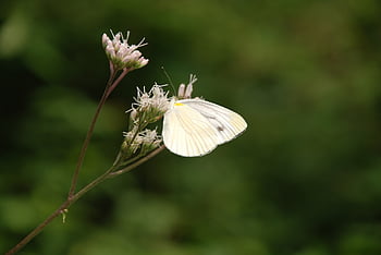 motýl, pieris rapae, lepidoptera, zelí bílý motýl, květiny a motýl, bílý, Příroda, hmyz