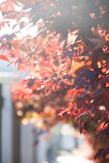 autumn, autumn Forest, red, red Leaves, red Leaf, leaf, nature, fall, fall Leaves, fall Aesthetic, sun