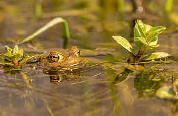 Frosch, Jumper, Porträt, Wasser, Sumpf, Amphibie, Tier, Amphibien, Natur, Grün