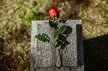 červená růže, kámen, náhrobek, hřbitov, sluncem, milovat, vzpomínka, poignantní obrázek, květ, hrob marker, venkovní scénu
