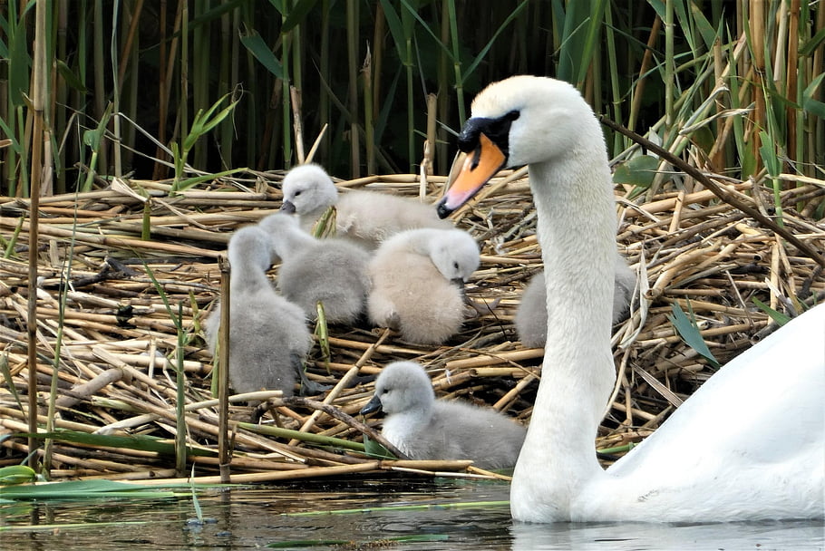 swans, young Swans, waterfowl, young Animals, spring, nature, animals In The Wild, rui, ditch, swimming, swan Chicks