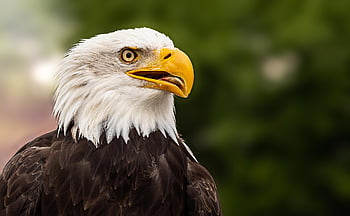 bald Eagle, adler, bird, eagle, raptor, coat Of Arms Bird, bird Of Prey, close Up, nature, animal Portrait, feathers