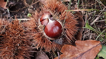 Walnüsse, Kastanie, organisch, Lebensmittel, saisonal, Herbst, Herbstfrucht