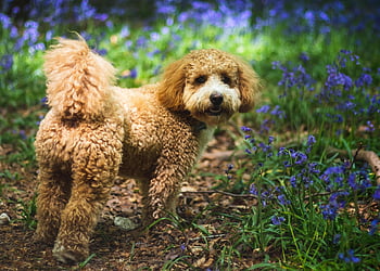 Pes, Cavapoochon, zvonky, cavapoo, les, zvíře, Příroda, jaro, Anglie, surrey, louka