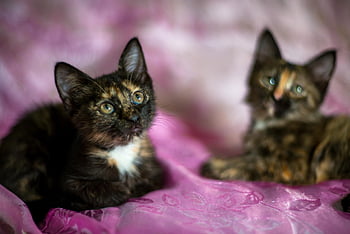 kittens, tortoiseshell Color, camouflage, young Cats, mustache, paws, tail, here Are My Documents, cat, portraits, professional Photo