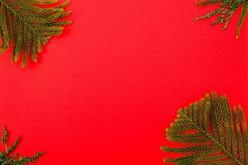 Hintergrund, Hintergrundbild in HD, Tannenzweig, Laptop-Hintergrundbild, Rahmen, freier Hintergrund, Rand, Weihnachtskarte, Mac Wallpaper, Wallpaper 1920x1080, Desktop-Hintergründe