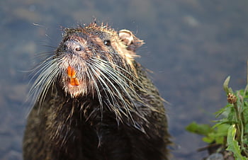 nutria, beaver Rat, rodent, myocastor Coypus, tail Rat, rodent Species, prickly Rats, fur, wet, water, squat