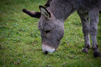 animal, donkey, mammal, species, fauna, equus Africanus Asinus, nature, stone Donkey, equidae, beast Of Burden, animal Portrait