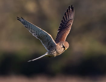 kestrel, berburu, penerbangan, raptor, alam, burung, predator, pemburu, margasatwa, elang, bulu