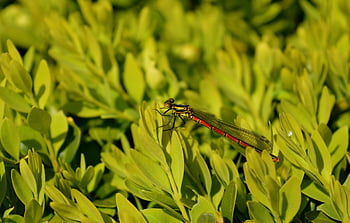 dragonfly, adonis Dragonfly, insect, wings, female, wildlife, fauna, nature, flying Insect, beetle, wild