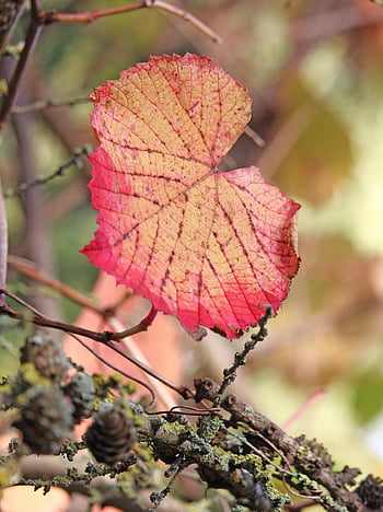 leaves, fall, autumn Leaves, autumn Colors, fall Season, leaf Structure, leaf Veins, tree, forest, park, october