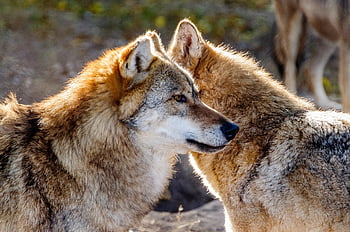 狼、 動物たち、 脊椎動物、 4本足、 哺乳類、 捕食者、 自然、 野生動物、 獣
