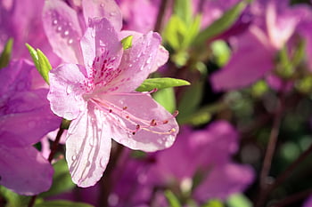 azalea, yeongsanhong, rhododendron Indicum, royal Azalea, flower Wallpaper, rhododendron, flower, wildflower, plant, petal, flower Gardens