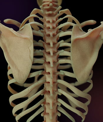 skeleton, skull, bones, anatomy, humane Bone, back Bone, human, 3d, render, blender, photos