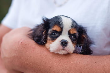 dog, puppy, nature, cavalier King Charles Spaniel, pet, animal, canine, cute