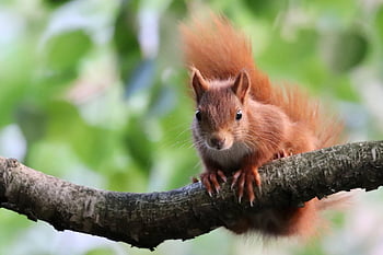 squirrel, nature, eurasian Squirrel, tree Squirrel, animal, mammal, rodent, fauna, wildlife, climbing Animal, branches