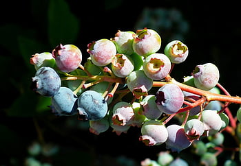 coacăze, fruct, natură, a închide, grădină, tufiș, vitamine, ecologic, natural, alimente, proaspăt