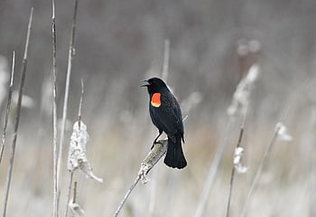 bird, red-winged Blackbird, wildlife, birdwatching, animals, outdoor, avian, nature, washington, birdlovers, birdphotography