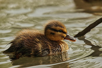 malý, kachňátko, kachna, voda, peří, rybník, bažina, Příroda, fauna, zblízka, mladé zvíře
