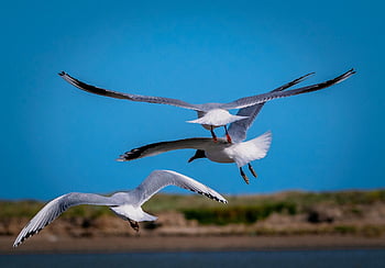 Möwen, fliegende Möwen, Meer, Horizont, Vogelkunde, Vögel beobachten, Wilde Vögel, Tierwelt, Tiere, Vögel