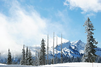 bjerge, Mount Rainier, sne, træer, mt regnere, natur, evergreens, snedækkede bjerge