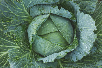 green cabbage, fresh cabbage, dew drops, natural textures, close-up, cabbage head, green vegetables, fresh produce, leafy greens, cabbage leaves, water droplets