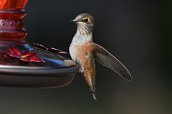 rofous, colibrì, uccello, animale, aviaria, piume, becco, artigli, arroccato, natura, birdwatching