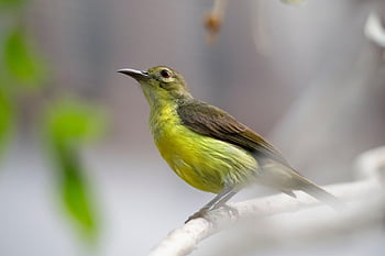 olive-backed Sunbird, bird, branch, perched, cinnyris Jugularis, sunbird, animal, wildlife, nature, tropical, bird Watching