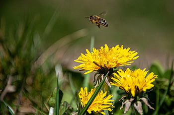 yellow Flower, bee, flower Wallpaper, sunflower, bloom, nature, insect, blossom, plant, pollen, bees