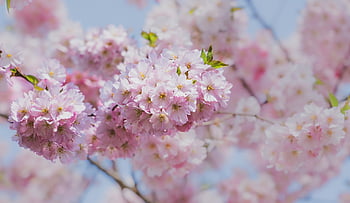třešňové květy, sakura, květ, okvětní lístky, jarní sezóna, poboček, Příroda, třešňový květ strom, okrasná třešeň, kvetoucí větev, jaro