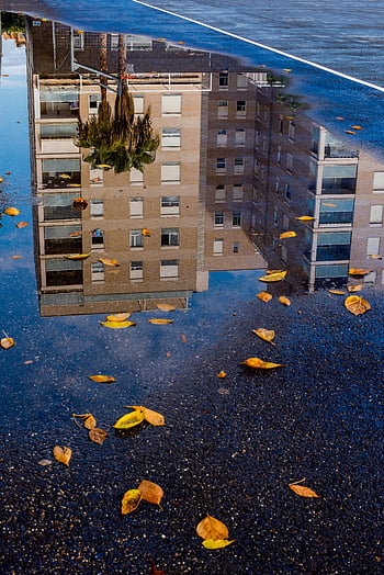 bygning refleksion, pyt, efterårsblade, fredfyldt bybillede, spredte blade, vandreflektion, Efterår, bylandskab, bygning facade, våd fortov, bybilledet