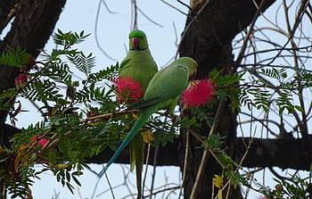 bird, parakeet, nature, green, tropical, parrot, beautiful Flowers, fauna, feeding, flower, rose-ringed Parakeet
