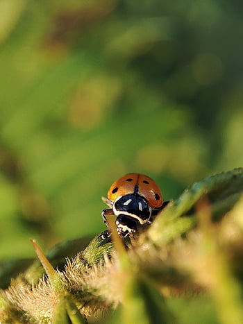 slunéčko sedmitečné, hmyz, beruška brouka, brouk, tečkovaný, Tečkovaný brouk, Příroda, fauna, zvíře, coccinellidae, coleoptera