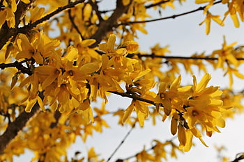 フラワーズ、 花びら、 枝、 木、 レンギョウ、 花の壁紙、 花の背景、 自然、 ゴールドライラック、 ブッシュ、 ゴールデンベル