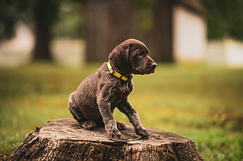 dog, puppy, pet, animal, mammal, german Shorthaired Pointer, nature, cute, baby Animal, pup, gsp Dog