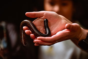 Obří mnohonožka, stonožka, členovců, myriapoda, červ, victoria, před naším letopočtem, Kanada, odvaha, hmyz zoo, zábava