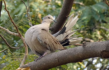 Vogel, Taube, Eurasische Türkentaube, Streptopelia decaocto, Kragentaube, Natur, Ring Taube, Fauna, Tierwelt, Jaipur, Indien