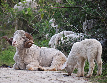 ovce, RAM, jehněčí, hospodářských zvířat, aries, samci ovcí, savců, zvířat, vlna, rohy, zemědělství
